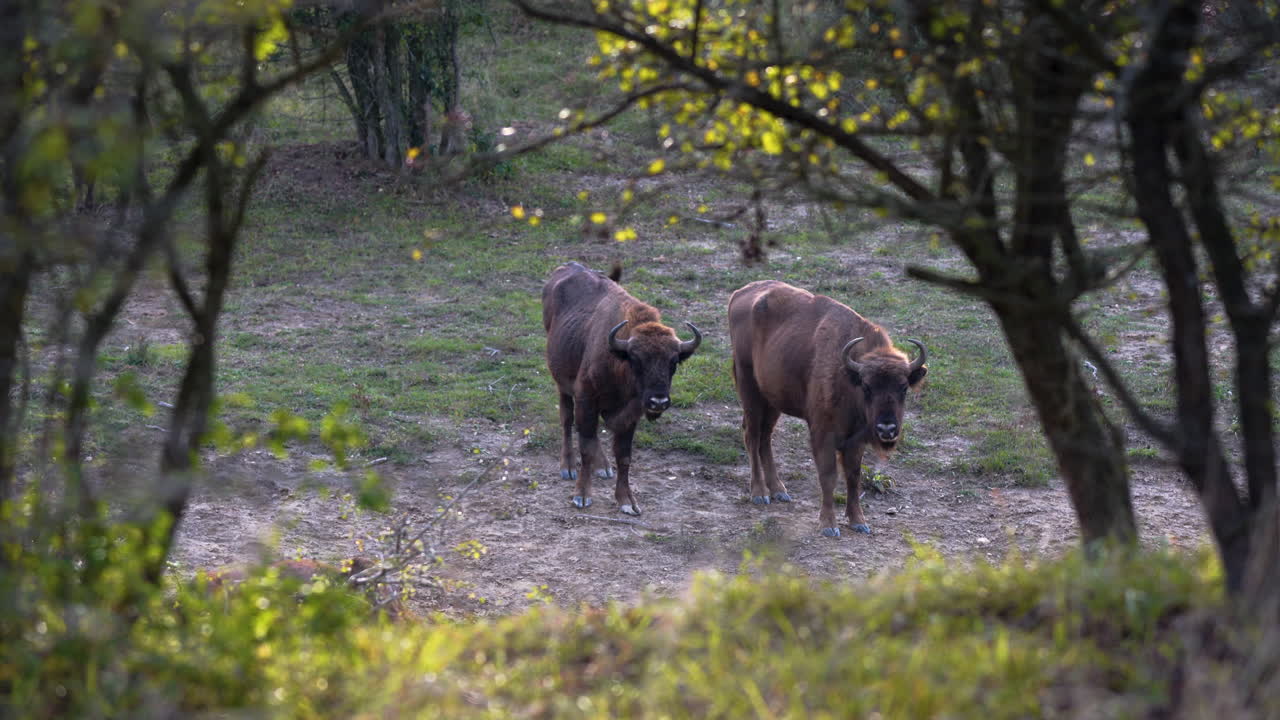 dos bisontes europeos de pie en un valle, disparados a través de árboles, república checa