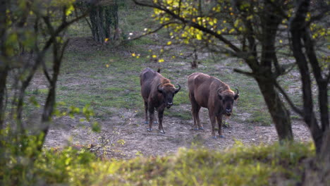 Two-european-bison-standing-in-a-valley,shot-through-trees,Czechia