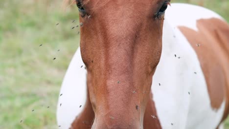 portrait of horse struggling with pesky flies