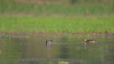 the eurasian wigeon ducks in wetland