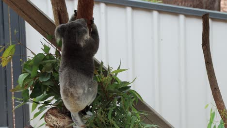 a blind koala climbing in his safeplace