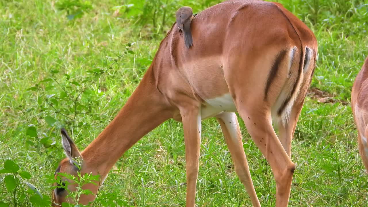 pájaro montado en la espalda de un impala, la intrincada relación entre especies