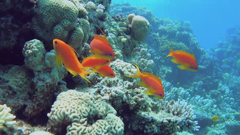 sea goldies and other tropical fish school along the great barrier reef