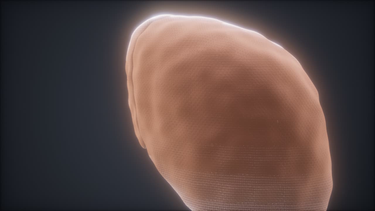 loop 3d rendered medically accurate animation of the human liver