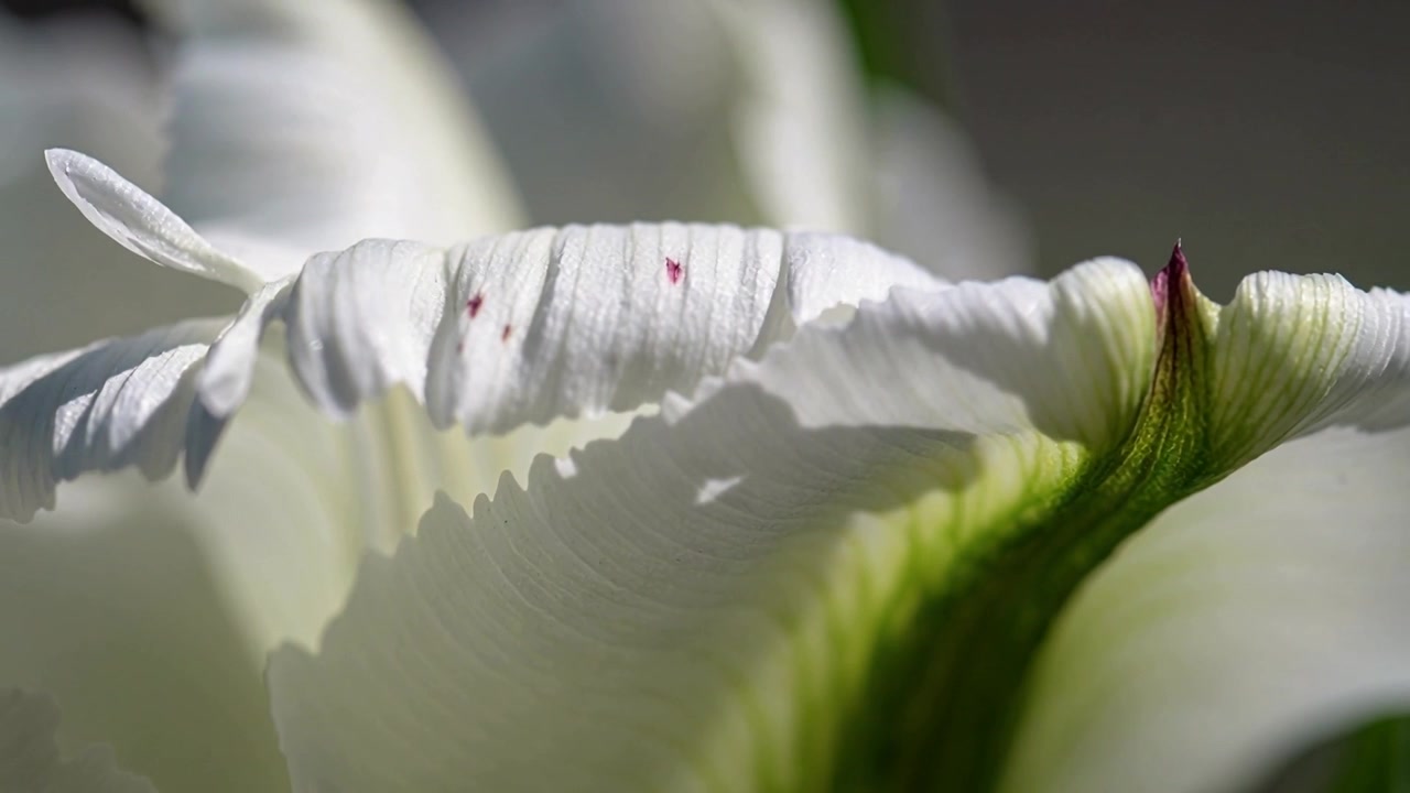 Caméra en mouvement, pétale blanc tacheté de rouge révélant un sépale veiné et un bouton floral rouge dans un jardin pour le détail