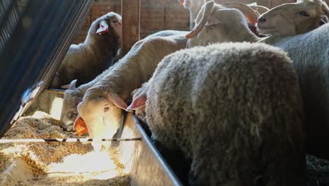 a sacrificial goat is being fed at a makeshift livestock market ahead of the muslim festival of eid al-adha, in turkey