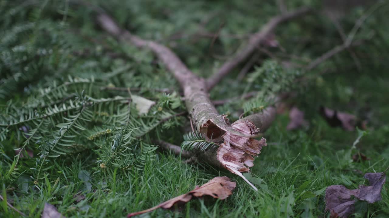 Freshly cut conifer branches lying in a garden during autumn, showing seasonal pruning and garden maintenance with rich natural textures and colors