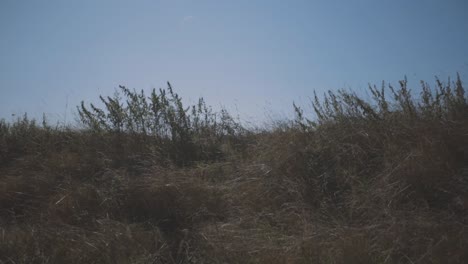 static landscape shot of dry grass on top of hill during hot sunny day in nature