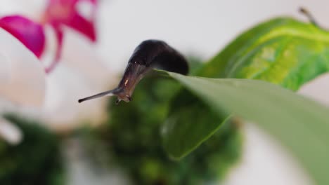 close up of slimy snail twisting upside down on green leaf, selective focus