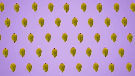 Animation-of-rows-of-autumn-yellow-leaves-on-purple-background