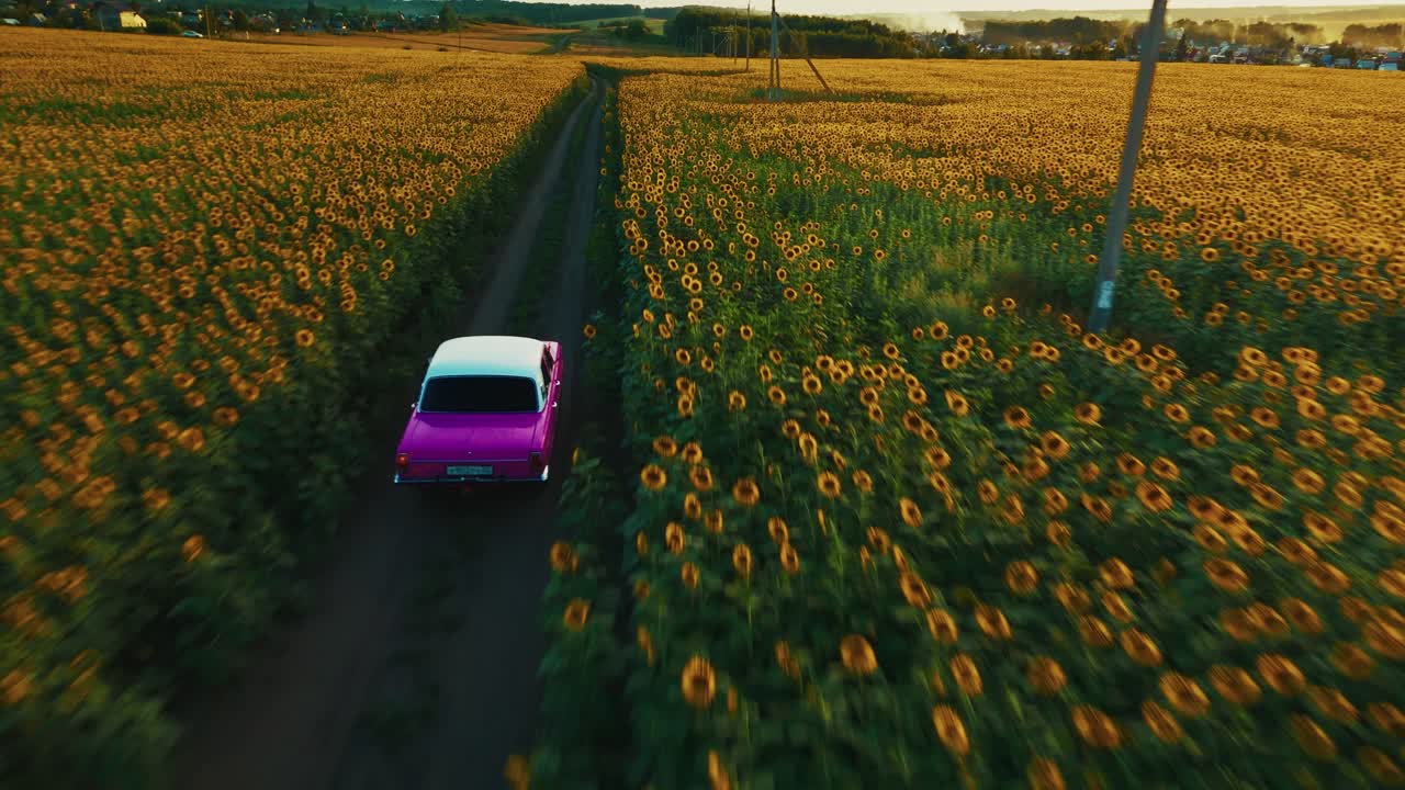 Vintage Car in a Sunflower Field
