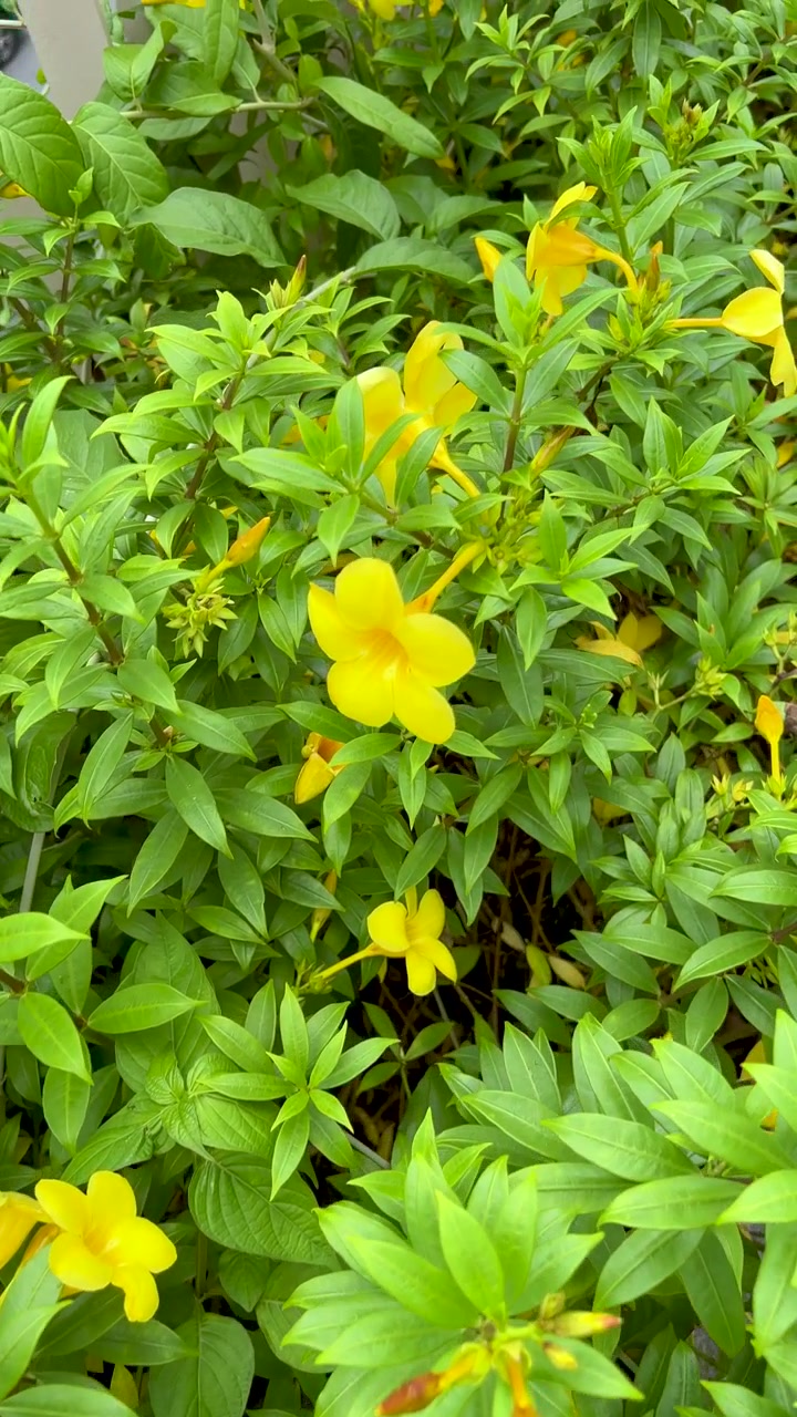 Camera slowly pans over lush yellow mandevilla flowers in bright, natural outdoor daylight