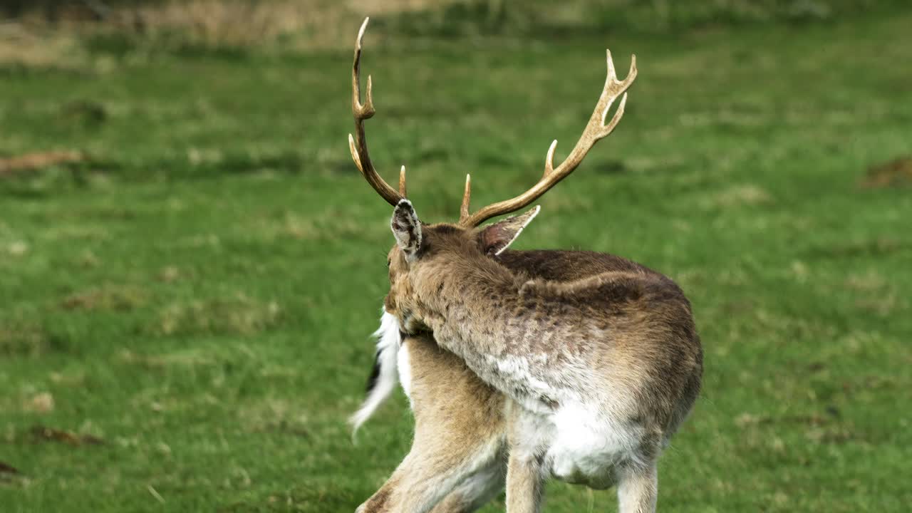 ciervo en barbecho con grandes cuernos comiendo, día soleado de primavera, concepto de vida silvestre, disparo de primer plano de cámara lenta de mano media