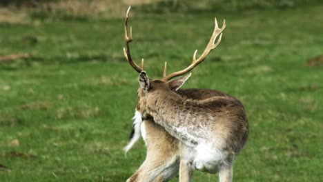 Damhirschbock-Mit-Großen-Hörnern-Beim-Fressen,-Sonniger-Frühlingstag,-Wildtierkonzept,-Mittlere-Handgeführte-Zeitlupen-Nahaufnahme