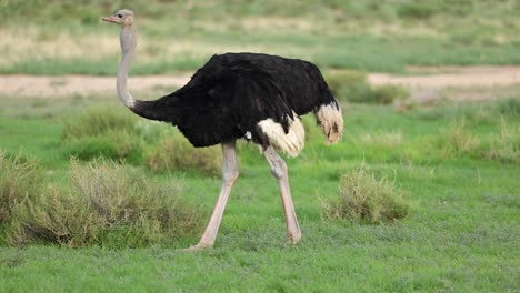 a close full body shot of an ostrich feeding before walking out the frame, kgalagadi transfrontier park