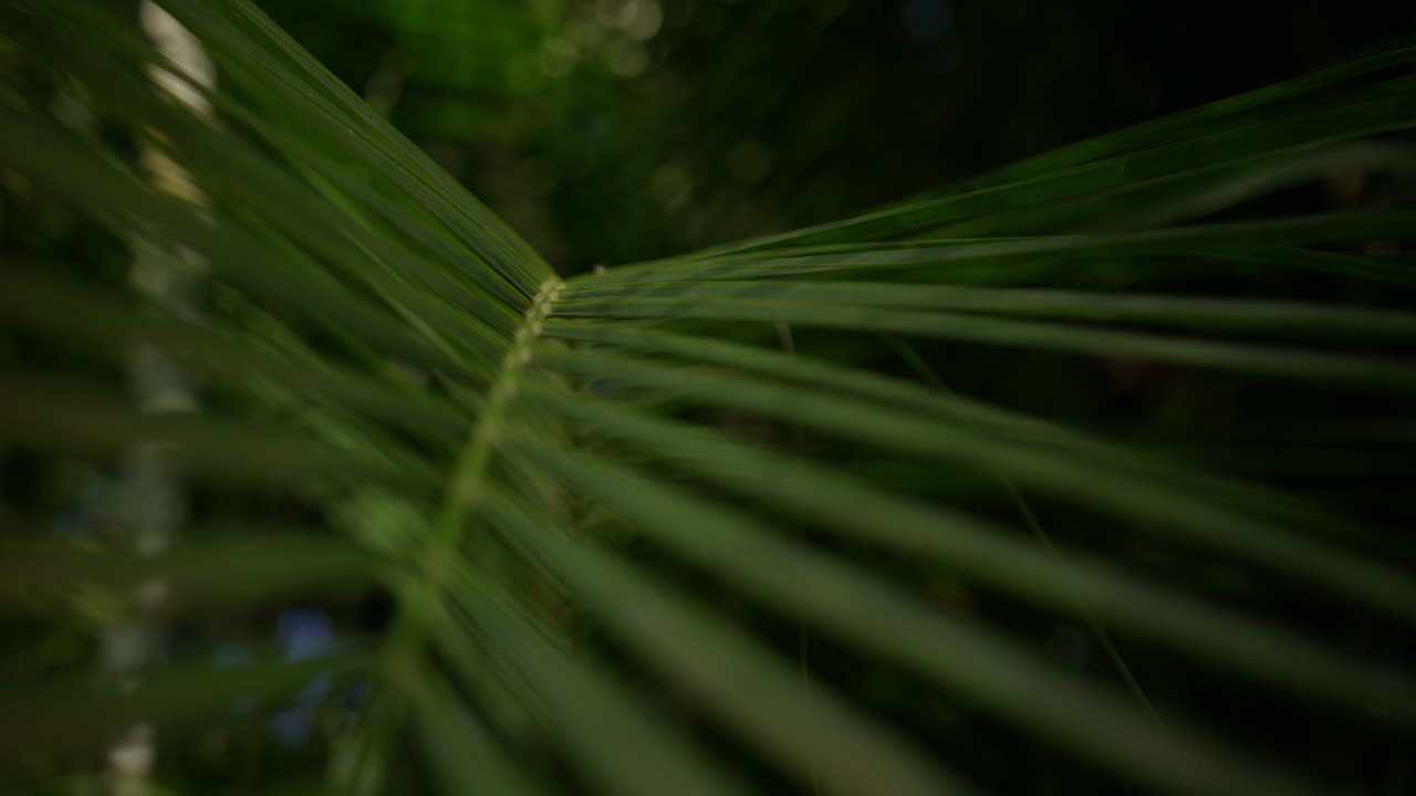 Stunning aerial and ground footage of Cabarete and Punta Cana beaches in the Dominican Republic. Turquoise waters, swaying palms, and white sand capture the essence of a Caribbean tropical paradise.