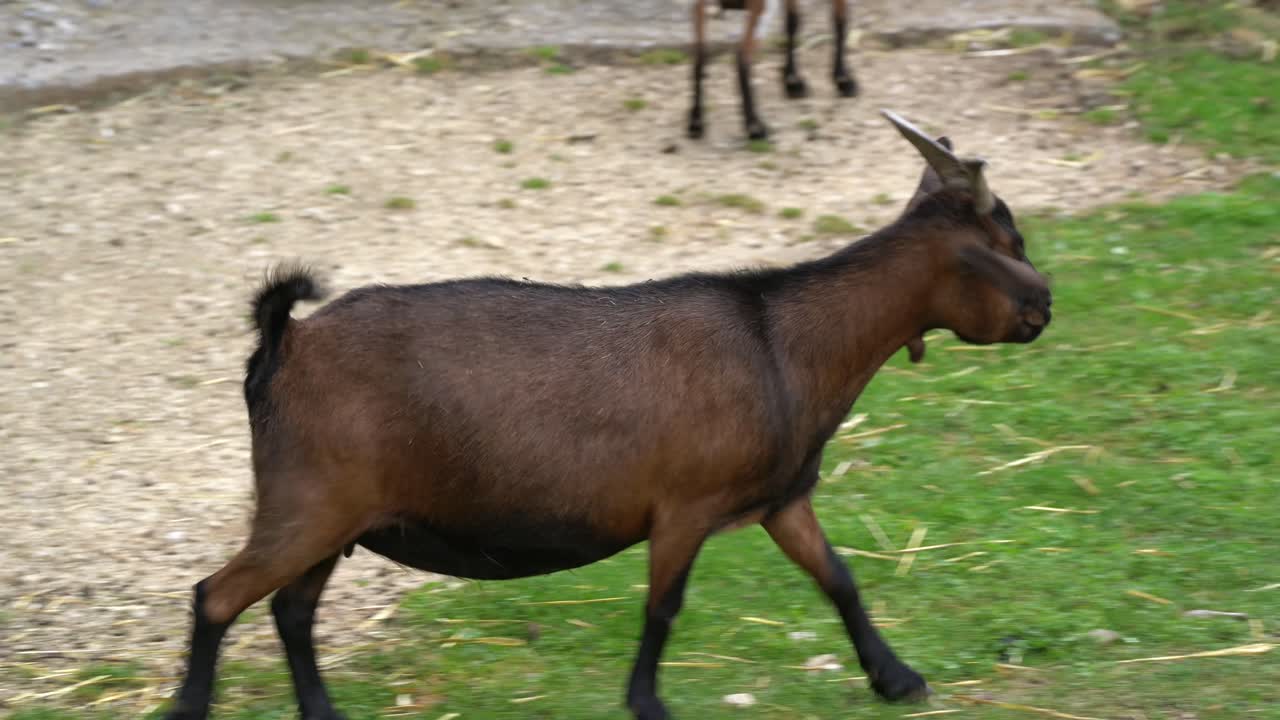 Carrellata di giovane capra marrone che cammina su un campo d'erba durante il giorno