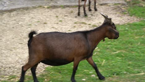 tracking shot of young brown goat walking on grass field during daytime