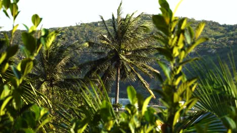 paisaje vietnamita con palmera y montaña en segundo plano.