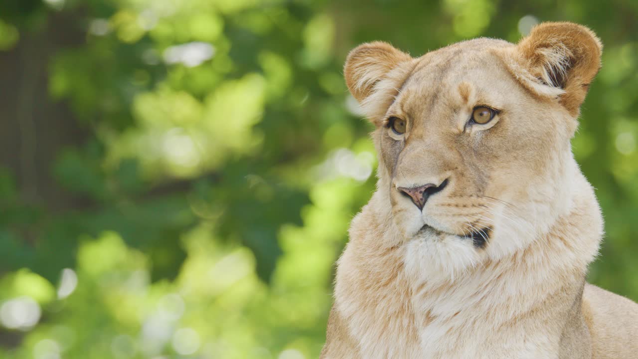 A lioness lounges calmly on a rock, alert and observant, surrounded by lush greenery in bright natural daylight. Subtle camera movement maintains a steady, medium shot