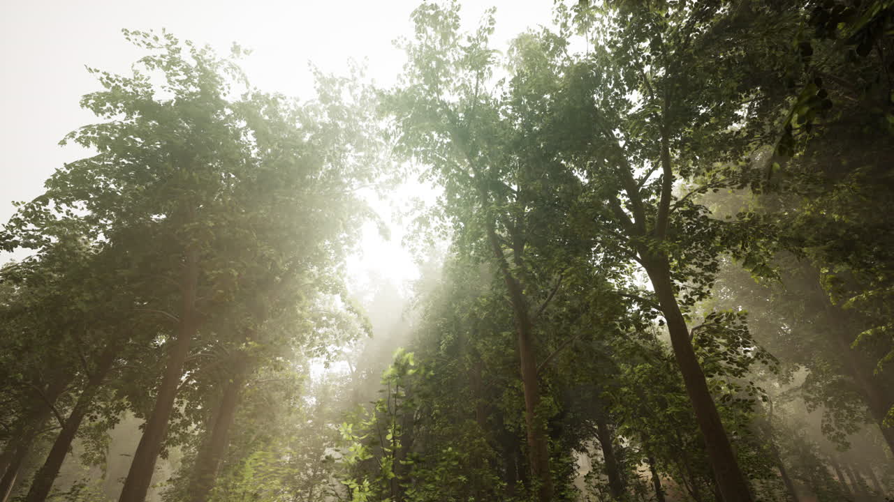 luz del sol del bosque brumoso