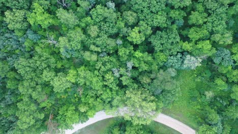 forest canopy view from above