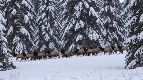 Elk Herd in Snowy Forest