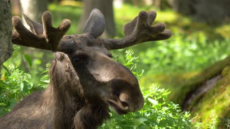 extreme close up of a large bull moose in deep scandinavian forest