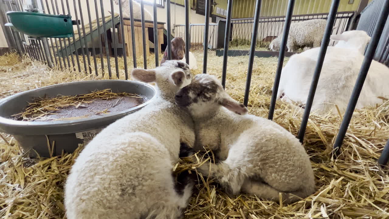 Baby sheep cuddling on a farm