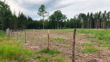 Bosque-Recién-Plantado-Y-Cercado-Después-De-La-Tala-De-Calamidades