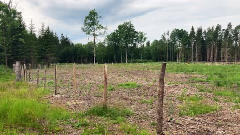 bosque recién plantado y cercado después de la tala de calamidades