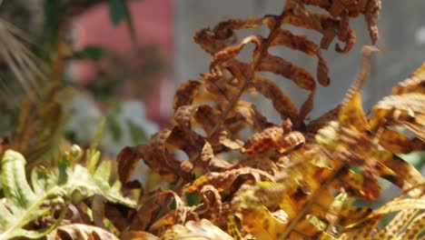 close up of dry fern leaves blown by the wind on a sunny day