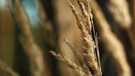 el césped salvaje del campo spikelets crecimiento en la luz del sol en el fondo de hierbas del bosque borroso.