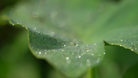 dew drops fall on the leaves of the trees in winter