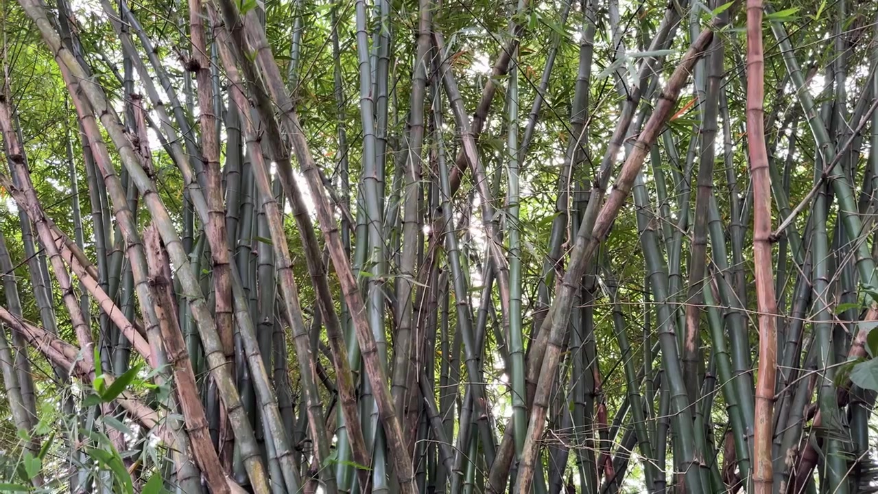Yoğun Bir Bambu Ormanından Süzülen Güneş Işığı