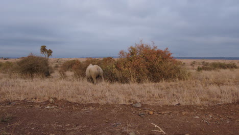 Single-rhino-roams-through-the-savannah,-wide-shot-on-safari-in-Kenya