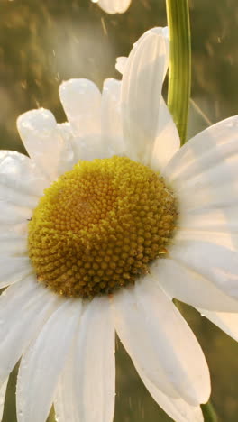 close-up of a wet daisy flower