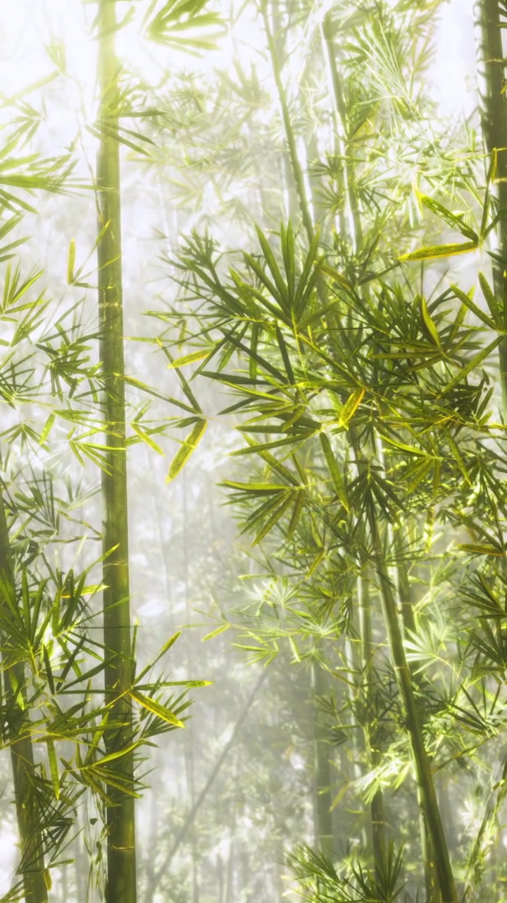 La foresta di bambù scintilla con la luce del sole e delicatezza in una mattina serena.
