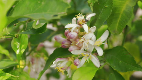 Flores-De-Limón-En-Flor-Listas-Para-Ser-Polinizadas-Por-Las-Abejas-Melíferas.