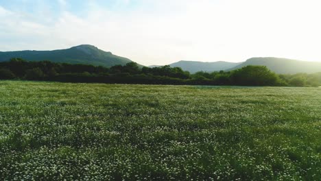 배경 에 산 들 이 있는 아름다운 초원