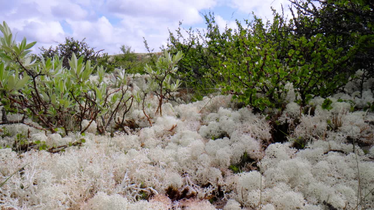 북극 드라, 아름다운 자연, 노르웨이 자연 풍경