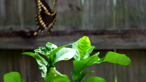 Zeitlupe-Eines-Schmetterlings,-Der-In-Der-Nähe-Eines-Zitronenbaums-Fliegt