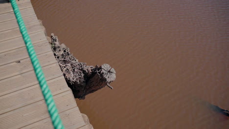 Holzstamm-Ragt-Aus-Einem-Holzweg-über-Schlammiges-Wasser,-Mit-Einem-Grünen-Seil-An-Der-Seite