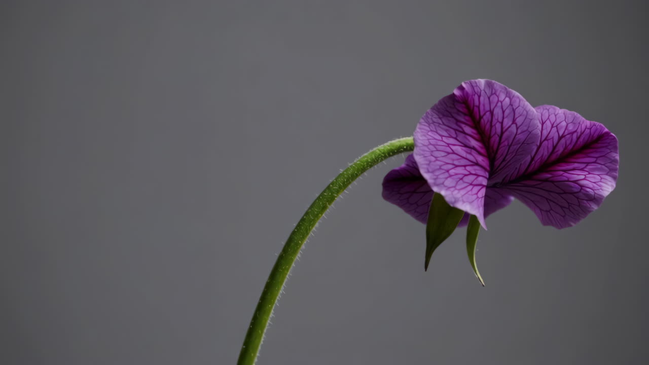 Levende lilla blomst på grå baggrund