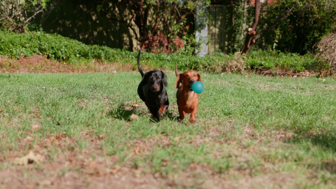 A red and a black-and-tan dachshund run through green grass in slow motion, chasing after a ball during a game of fetch. A dynamic and energetic backyard scene.