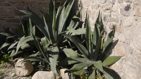 Schrägaufnahme-Von-Agave-America-Gegen-Die-Steinmauer