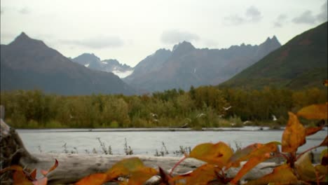 Birds-on-Alaskan-Lake