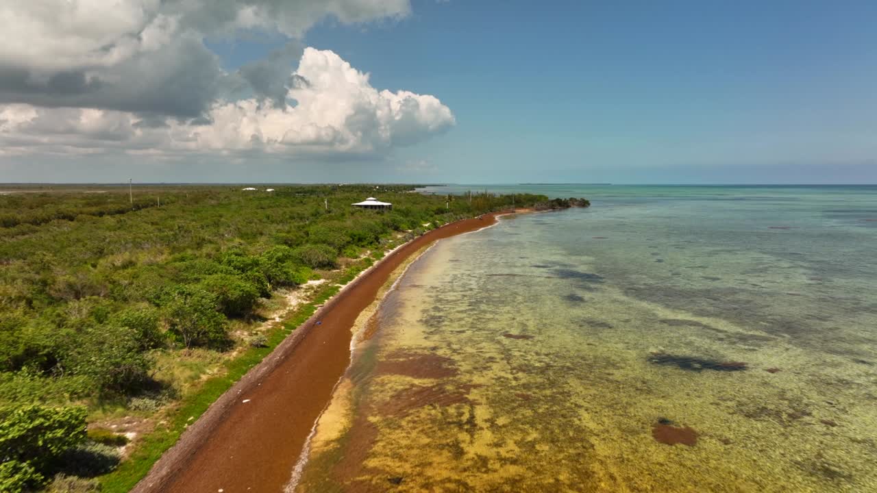 video aéreo de algas en las playas de florida keys