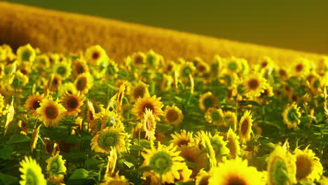 Sonnenblumenfeld-Im-Goldenen-Licht-Der-Untergehenden-Sonne-Getaucht