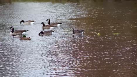 bird-watching canadian geese on water pond